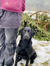 ADLER DOGS AT FIRST Labrador Retriever