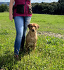 ADLER DOGS Call Me Gloss - Labrador Retriever