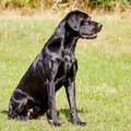 Buccleuch Fulcrum Vater des Adler Dogs F Wurfes