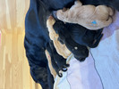 ADLER DOGS I-Wurf