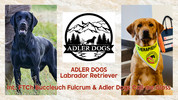 ADLER DOGS Labrador Retriever J-Wurf