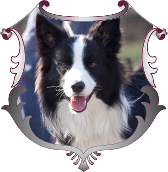 Sachkundenachweis bei ADLER DOGS